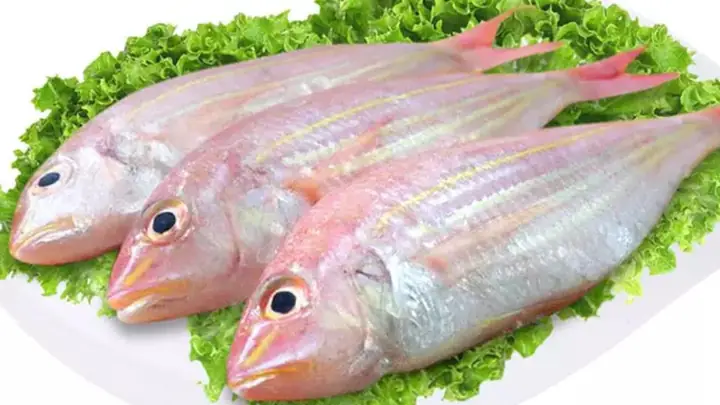 Khám phá các loại cá dưới biển: Đặc điểm và môi trường sống