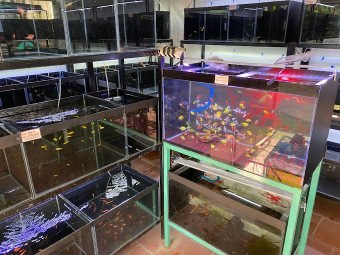 Các loại cá Guppy chất lượng tại Trại Cá Cảnh Tuấn Guppy Cần Thơ
