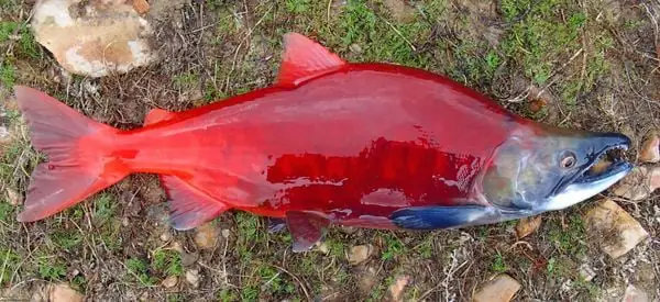 Sockeye