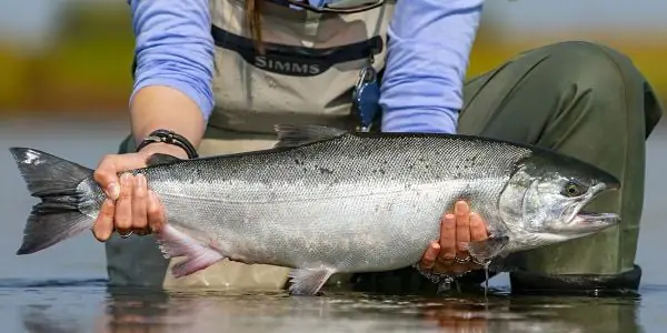 Coho