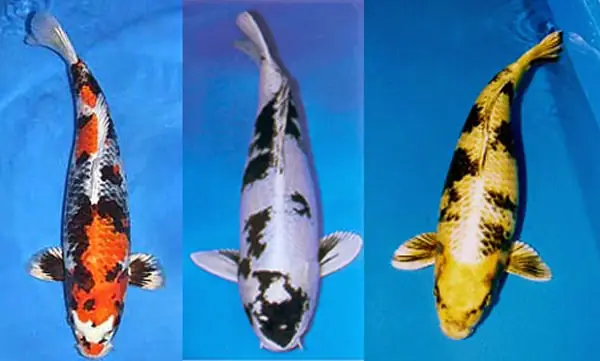 các loại cá koi