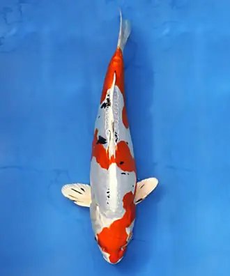 các loại cá koi