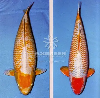 các loại cá koi