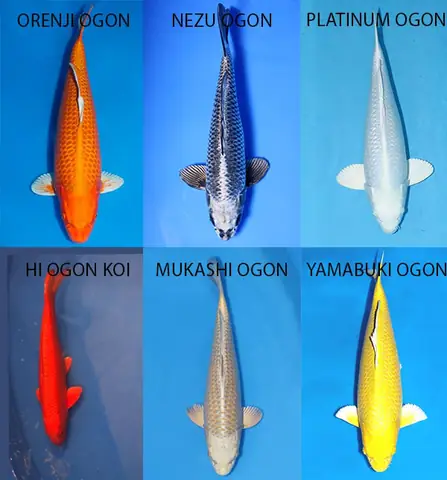các loại cá koi