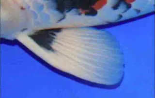 các loại cá koi