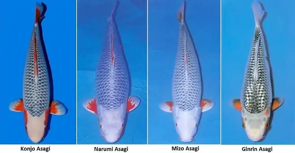 các loại cá koi