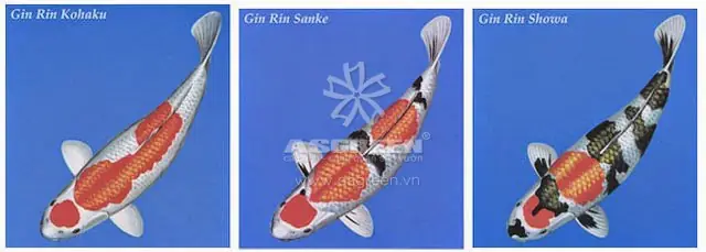 các loại cá koi