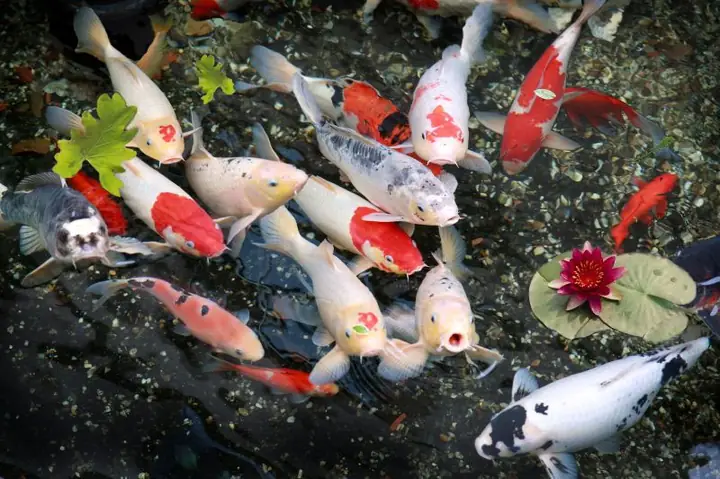 Tìm Hiểu Các Loại Cá Koi Việt Phổ Biến và Hướng Dẫn Chăm Sóc Chi Tiết