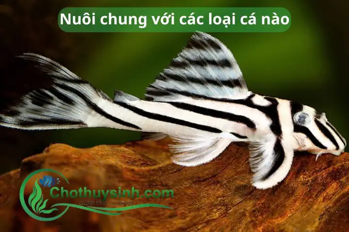 Các Loại Cá Lau Kiếng Cảnh Phổ Biến và Hướng Dẫn Chăm Sóc Chi Tiết