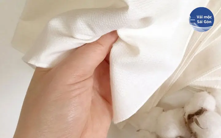 các loại cá mập