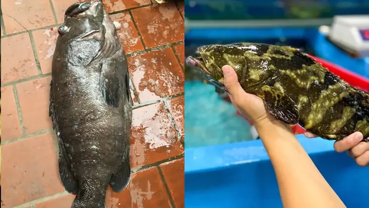 Các loại cá mú phổ biến
