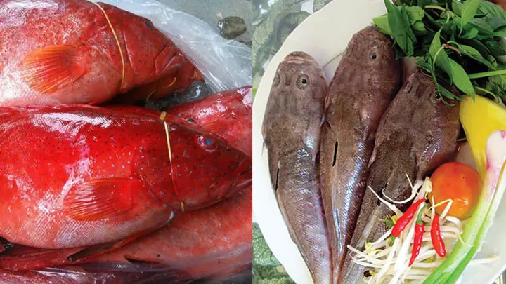 Các loại cá mú phổ biến