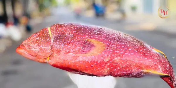 các loại cá mú biển các loại cá mú biển