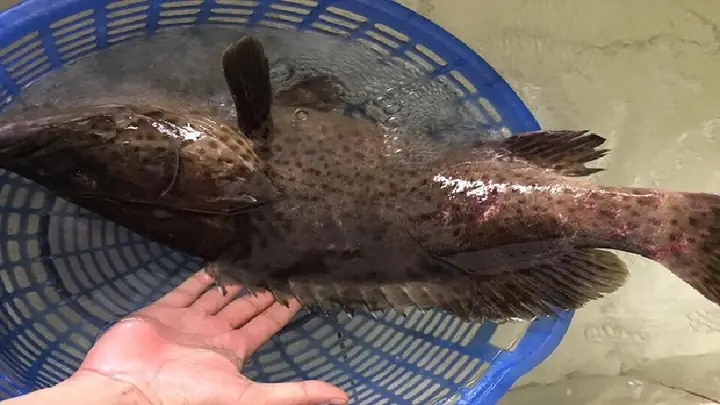 3Cá mú bao nhiêu tiền 1kg? Mua ở đâu?