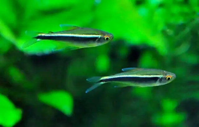 Tổng Hợp Các Loại Cá Neon Phổ Biến: Đặc Điểm, Cách Nuôi Và Chăm Sóc
