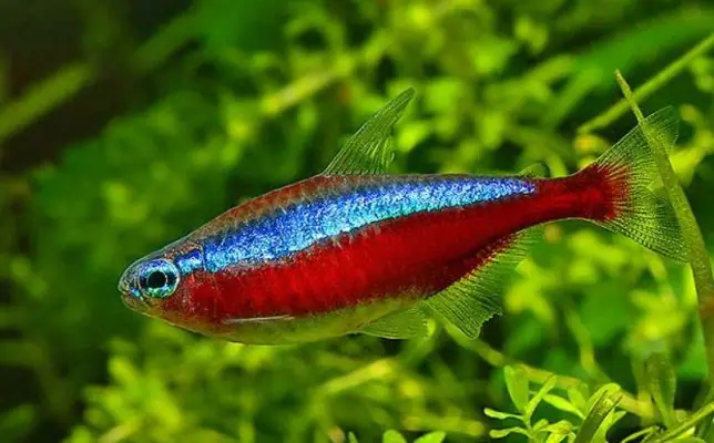 Tổng Hợp Các Loại Cá Neon Phổ Biến: Đặc Điểm, Cách Nuôi Và Chăm Sóc