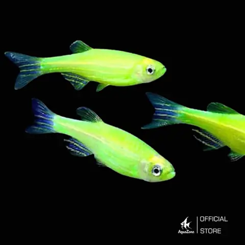Khám Phá Các Loại Cá Ngựa Phổ Biến và Hướng Dẫn Nuôi