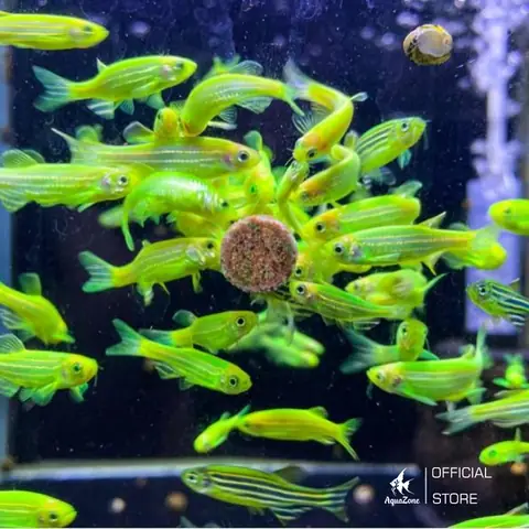 Khám Phá Các Loại Cá Ngựa Phổ Biến và Hướng Dẫn Nuôi