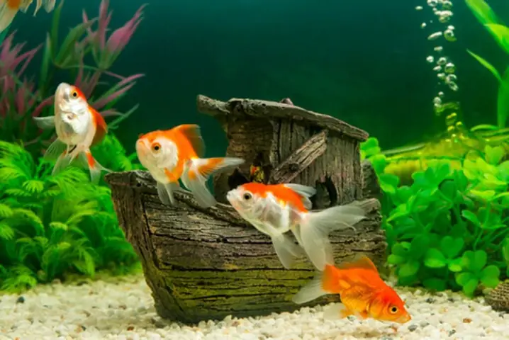 Các Loại Cá Nước Lạnh Phổ Biến và Hướng Dẫn Nuôi Chi Tiết Các Loại Cá Nước Lạnh Phổ Biến và Hướng Dẫn Nuôi Chi Tiết