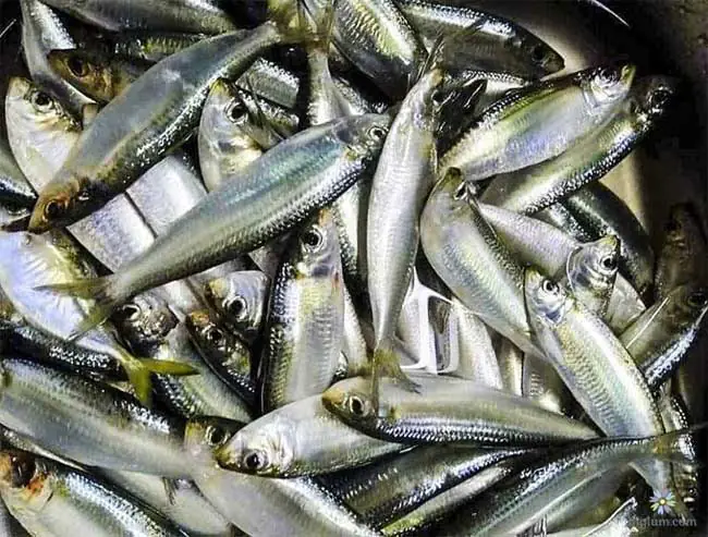 các loài cá nước ngọt