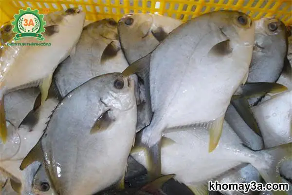 Các Loại Cá Nước Ngọt Dễ Nuôi: Từ Cơ Bản Đến Nâng Cao Cho Người Mới