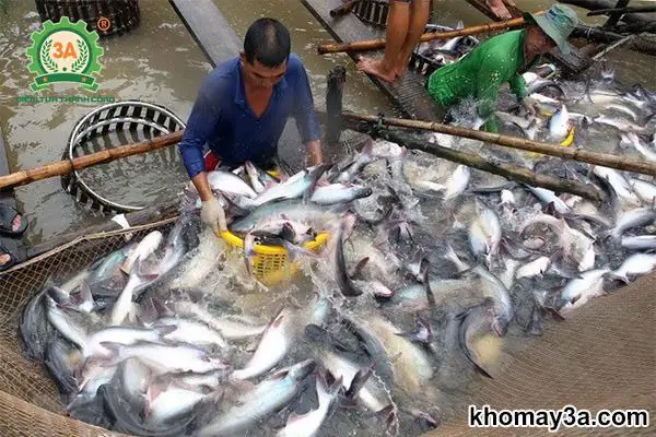 Các Loại Cá Nước Ngọt Dễ Nuôi: Từ Cơ Bản Đến Nâng Cao Cho Người Mới