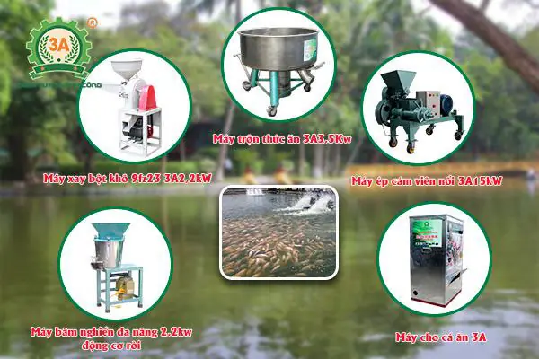 Các Loại Cá Nước Ngọt Dễ Nuôi: Từ Cơ Bản Đến Nâng Cao Cho Người Mới