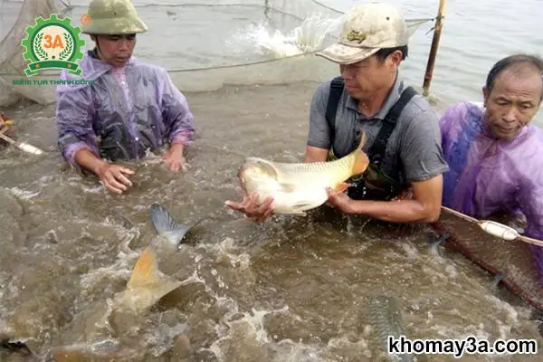 Các Loại Cá Nước Ngọt Dễ Nuôi: Từ Cơ Bản Đến Nâng Cao Cho Người Mới