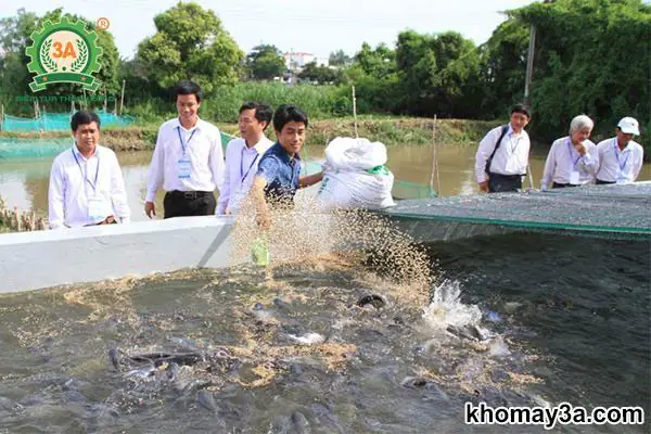Các Loại Cá Nước Ngọt Dễ Nuôi: Từ Cơ Bản Đến Nâng Cao Cho Người Mới