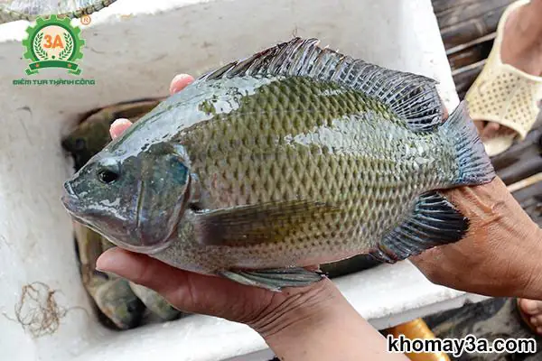 Các Loại Cá Nuôi Nước Ngọt Dễ Nuôi Và Mang Lại Hiệu Quả Cao Các Loại Cá Nuôi Nước Ngọt Dễ Nuôi Và Mang Lại Hiệu Quả Cao