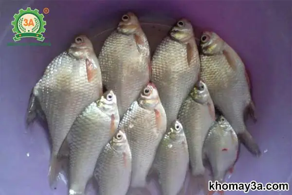 Các Loại Cá Nuôi Nước Ngọt Dễ Nuôi Và Mang Lại Hiệu Quả Cao Các Loại Cá Nuôi Nước Ngọt Dễ Nuôi Và Mang Lại Hiệu Quả Cao
