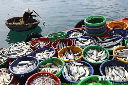 Các Loại Cá Ở Phú Quốc Phổ Biến Nhất Bạn Nên Biết