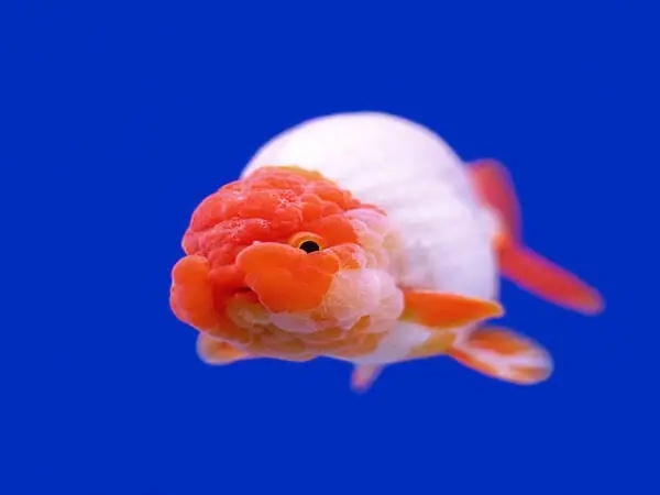 Khám Phá Chi Tiết Các Loại Cá Ranchu Được Ưa Chuộng