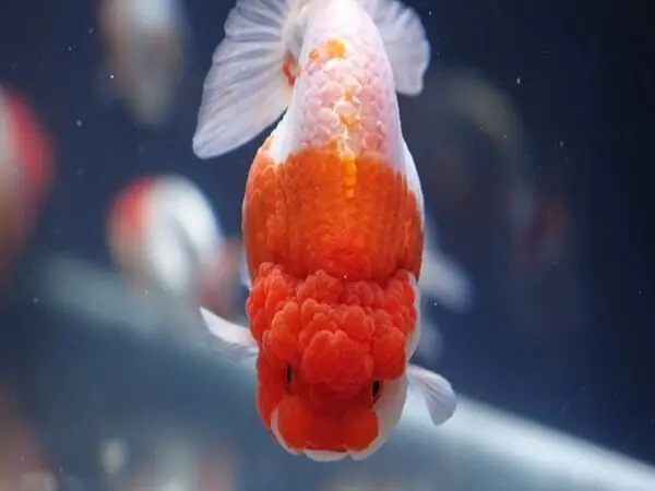 Khám Phá Chi Tiết Các Loại Cá Ranchu Được Ưa Chuộng