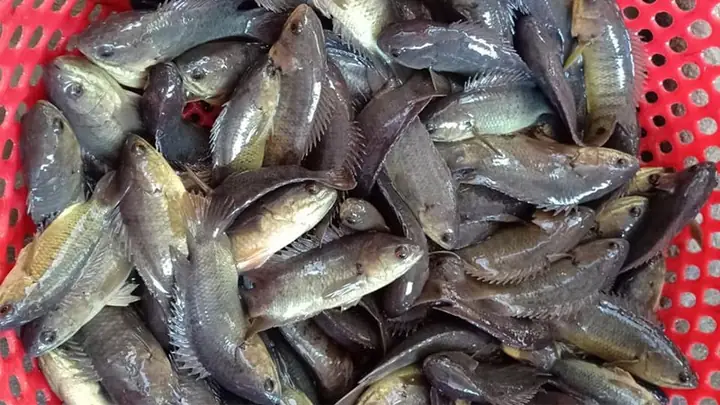 Khám Phá Các Loại Cá Rô Phổ Biến: Đặc Điểm Và Giá Trị