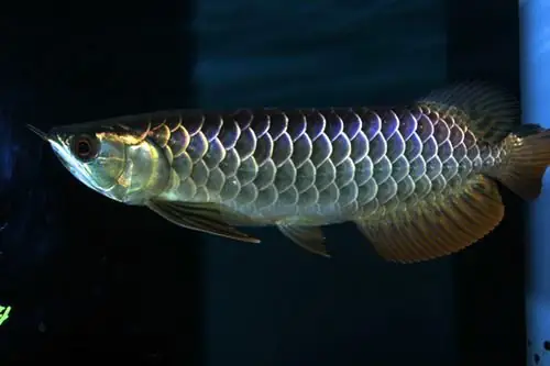 các loại cá rồng