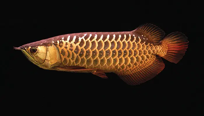các loại cá rồng