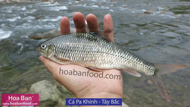 MỤC 1: CÁ CÓ VẨY