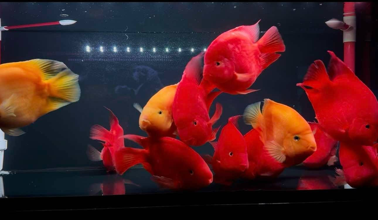 Các loài cá săn mồi tại Predatory Fish Đà Nẵng