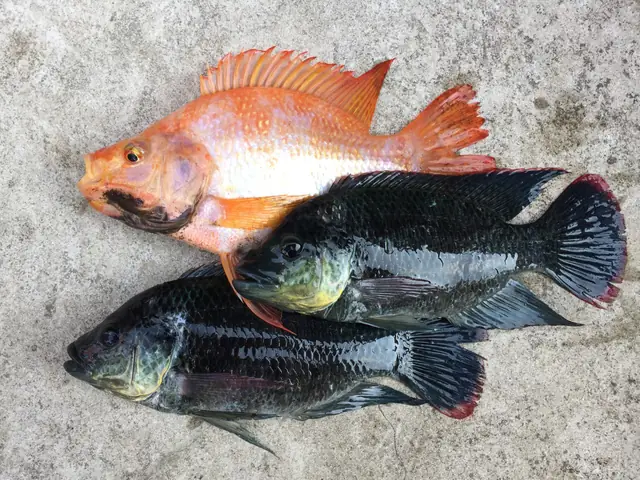 các loại cá sông