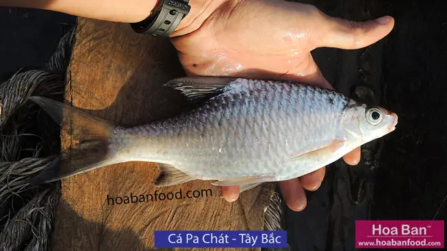 Khám phá các loại cá suối Tây Bắc: Đặc điểm, Môi trường & Giá trị Khám phá các loại cá suối Tây Bắc: Đặc điểm, Môi trường & Giá trị