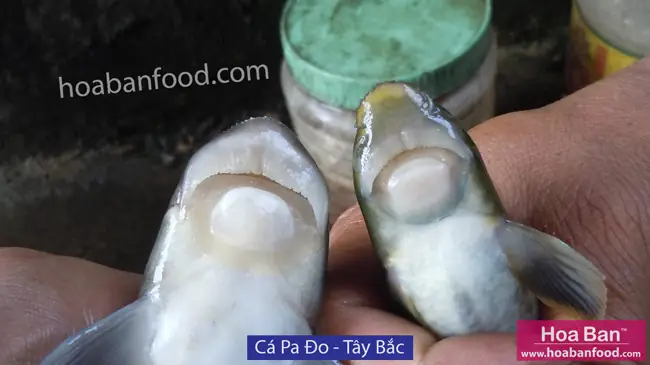 Khám phá các loại cá suối Tây Bắc: Đặc điểm, Môi trường & Giá trị Khám phá các loại cá suối Tây Bắc: Đặc điểm, Môi trường & Giá trị