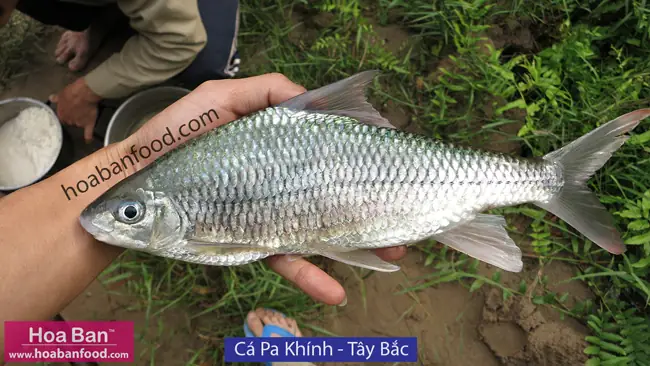 Khám phá các loại cá suối Tây Bắc: Đặc điểm, Môi trường & Giá trị Khám phá các loại cá suối Tây Bắc: Đặc điểm, Môi trường & Giá trị
