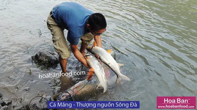Khám phá các loại cá suối Tây Bắc: Đặc điểm, Môi trường & Giá trị Khám phá các loại cá suối Tây Bắc: Đặc điểm, Môi trường & Giá trị