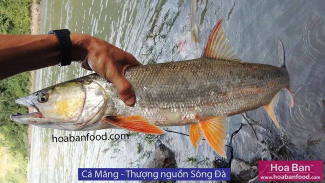 Khám phá các loại cá suối Tây Bắc: Đặc điểm, Môi trường & Giá trị Khám phá các loại cá suối Tây Bắc: Đặc điểm, Môi trường & Giá trị