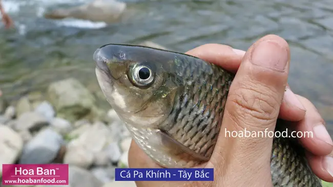 Khám phá các loại cá suối Tây Bắc: Đặc điểm, Môi trường & Giá trị Khám phá các loại cá suối Tây Bắc: Đặc điểm, Môi trường & Giá trị