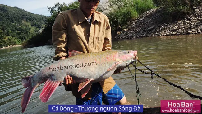 Khám phá các loại cá suối Tây Bắc: Đặc điểm, Môi trường & Giá trị Khám phá các loại cá suối Tây Bắc: Đặc điểm, Môi trường & Giá trị