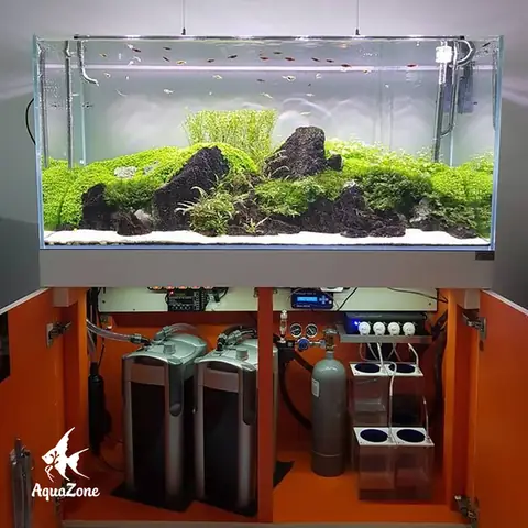 Tổng hợp các loại cá thông dụng phổ biến nhất hiện nay