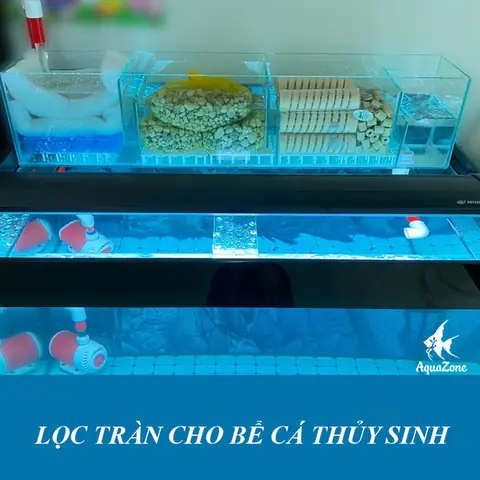 Tổng hợp các loại cá thông dụng phổ biến nhất hiện nay