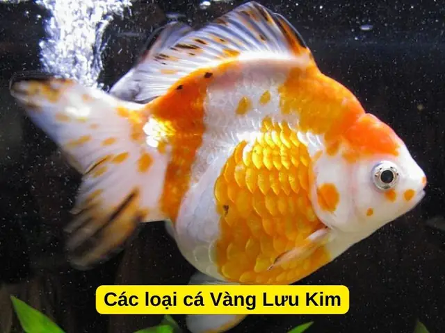 các loại cá vàng